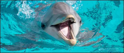 Est-il rare de voir des dauphins ?
