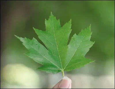 Quelle est la bonne orthographe ?