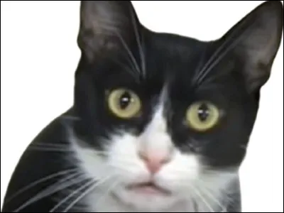 Le youtubeur le plus populaire en France est...