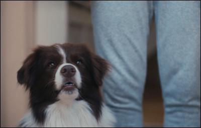 Comment s'appelle la chienne de Nick ?