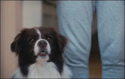 Comment s'appelle la chienne de Nick ?