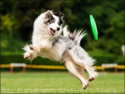 Pourquoi voulez-vous un chien ?