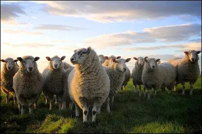 Voudrais-tu être un jour un animal ?