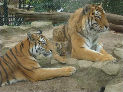 Tu as une famille et tu es le père ou la mère ; quelqu'un vient de tuer ton enfant, que fais-tu ?