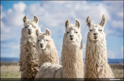 Si tu devais choisir ta famille, que prendrais-tu entre ces propositions ?