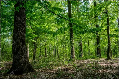 Selon toi, par quoi commencerais-tu pour survivre dans la nature ?