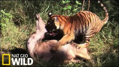 Si tu es un animal et qu'un humain essaye de te chasser pour te manger, que fais-tu ?