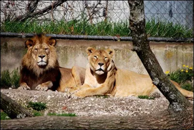 Zoologique : dans quelle ville est situ&eacute; le parc zoologique de la T&ecirc;te d'Or" ?