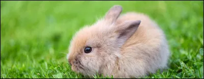 Comment dit-on "lapin" en italien ?