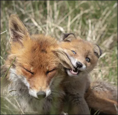 Combien de renardeaux a le renarde par portée ?
