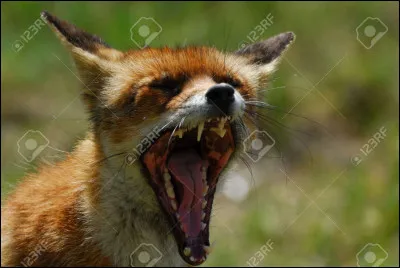 Combien de dents ont les renards ?