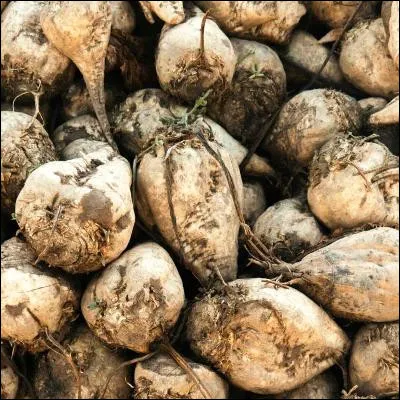 Quel &eacute;v&eacute;nement historique a entra&icirc;n&eacute; le d&eacute;veloppement de la fabrication de sucre de betterave ?