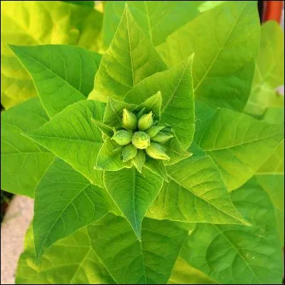 Quelle fleur, qui symbolise l�obstacle, proche du tabac, &eacute;tait fum&eacute;e par les Indiens ?