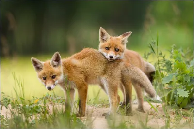 Le renard ne peut malheureusement pas entendre des sons à très haute fréquence.