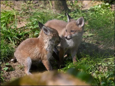 Le renard est un mammifère.