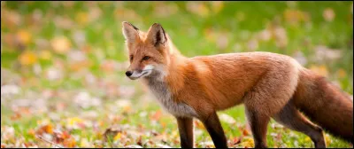 Le renard est un canidé.