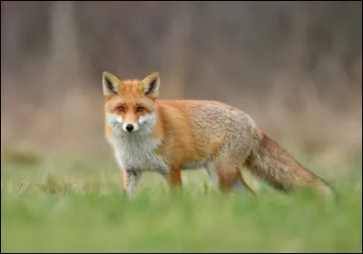 Le renard roux peut aussi s'appeler le renard commun.