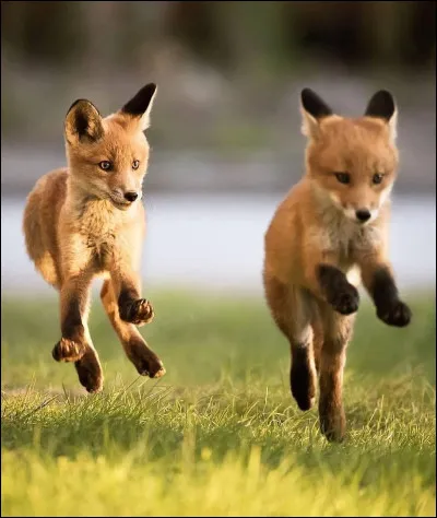 Le renard est une espèce menacée.