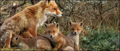 On retrouve le renard dans plusieurs zones géographiques.