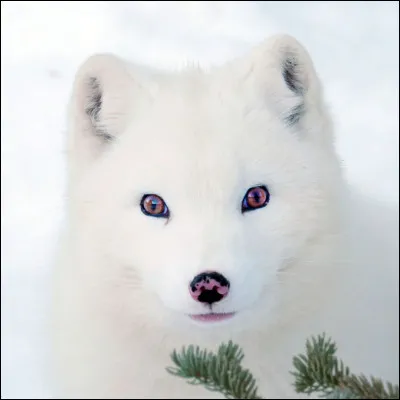 Le renard polaire vit dans les régions froides.