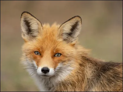 Le renard est carnivore.