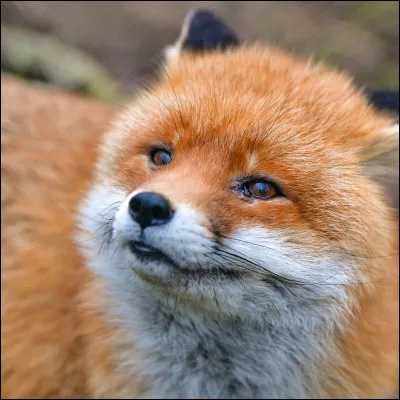 Une renarde peut accoucher de 5 à 7 renardeaux.