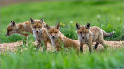 Un renardeau pèse entre 85 et 125 g.