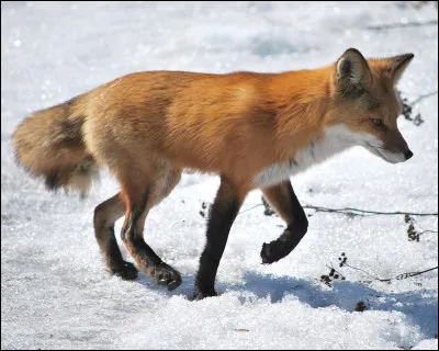 À létat sauvage, le renard a une longévité de 2 à 5 ans. Mais en captivité, il peut vivre jusquà 15 ans.