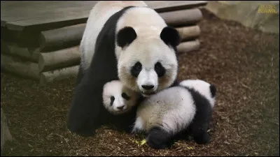 Le panda peut émettre certains sons selon les circonstances.