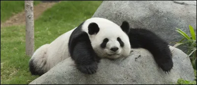 Tous les pandas sont noirs et blancs.