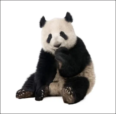 Les pandas sont dangereux même si vous ne les attaquez pas.