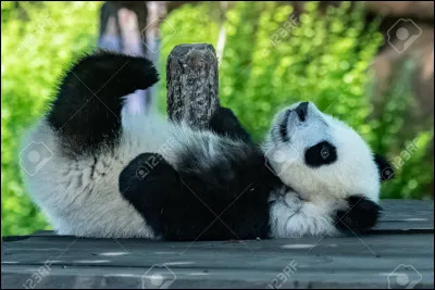 Le panda est une espèce protégée.