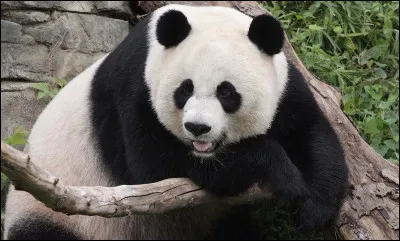 Le panda géant fait partie de la famille des canidés.