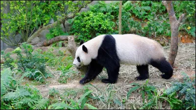 La femelle du panda géant est généralement plus petite et moins volumineuse que le mâle.