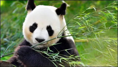Le panda a 5 doigts.