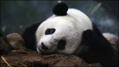 Le panda se nourrit de bambous mais aussi de fruits.