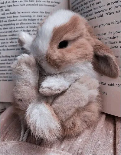 Quel animal de compagnie aimerais-tu avoir ?