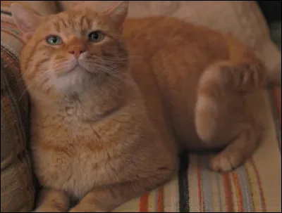 Comment s'appelait le chat de Dustin ?