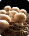 Quel est ce champignon comestible ?