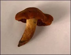 Quel est ce champignon mortel ?