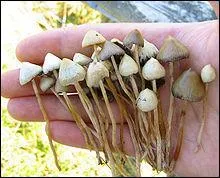 Quel est ce champignon hallucinogène dont les effets durent de 5 à 8 heures ?