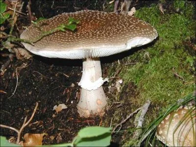 Amanite extrèmement toxique, quel est son nom ?