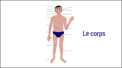 Quelle partie du corps humain n'est jamais évoquée en dégustation de vin ?