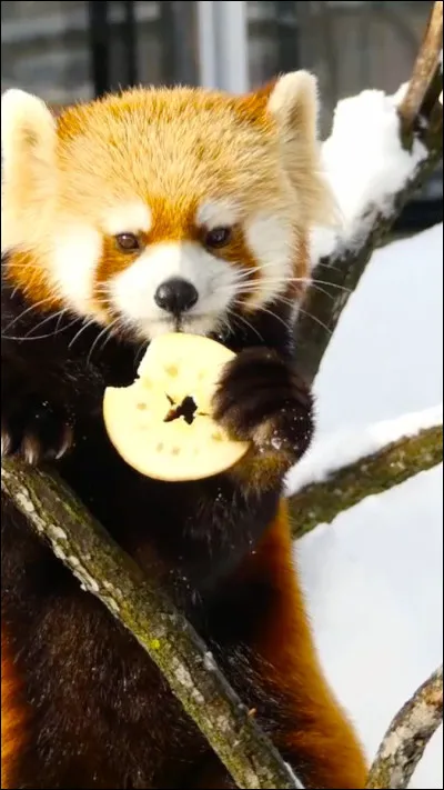 Le panda roux est omnivore.