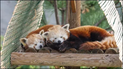 La femelle du panda roux peut accoucher de 3 à 5 bébés.