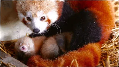 Les petits mesurent chacun environ 6 cm et pèsent autour de 100 g.