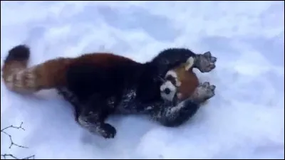 La durée de vie du panda roux est denviron 15 ans dans la nature et 20 ans en captivité.