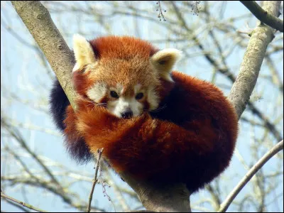 Les griffes puissantes et pointues du panda roux lui permettent de descendre des arbres avec la tête en bas.
