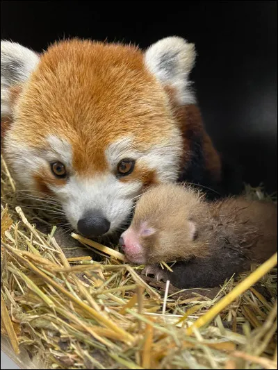 Le panda roux n'est heureusement pas en voie de disparition.