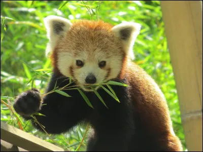 Le panda roux, est appelé aussi petit panda.
